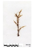 藏品(布魯錦葉苔)的圖片